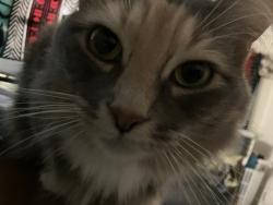 Lost Female Cat last seen Godwin ests lane and Whitley Rd, Johnston County, NC 27557