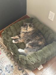 Reunited Female Cat last seen 6th and baker st Tacoma , Tacoma, WA 98402