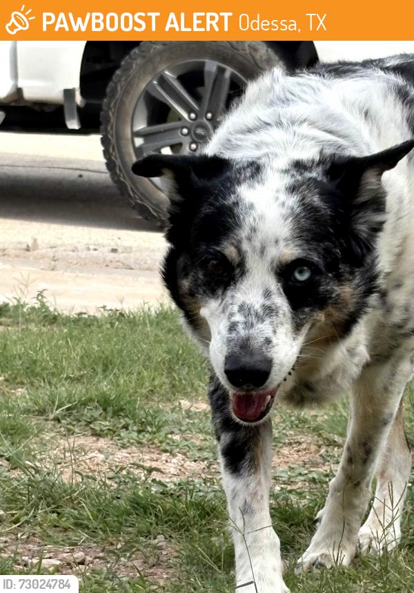 Found/Stray Female Dog last seen Barbara joarden, Odessa, TX 79762