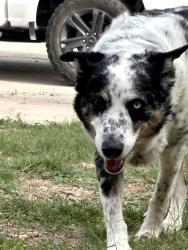 Found/Stray Female Dog last seen Barbara joarden, Odessa, TX 79762