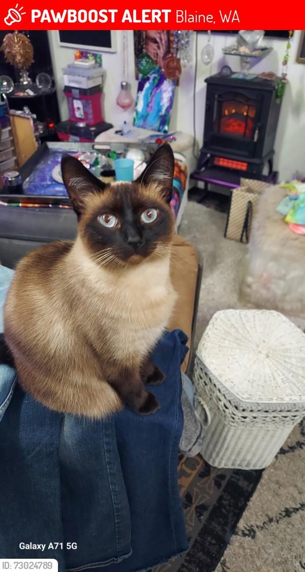 Lost Female Cat last seen Seashell ave, Blaine, WA 98230