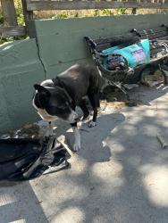 Reunited Female Dog last seen Rocky dell, Crestline, CA 92325