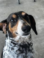 Lost Male Dog last seen Tree lake dr, Spring, TX 77373