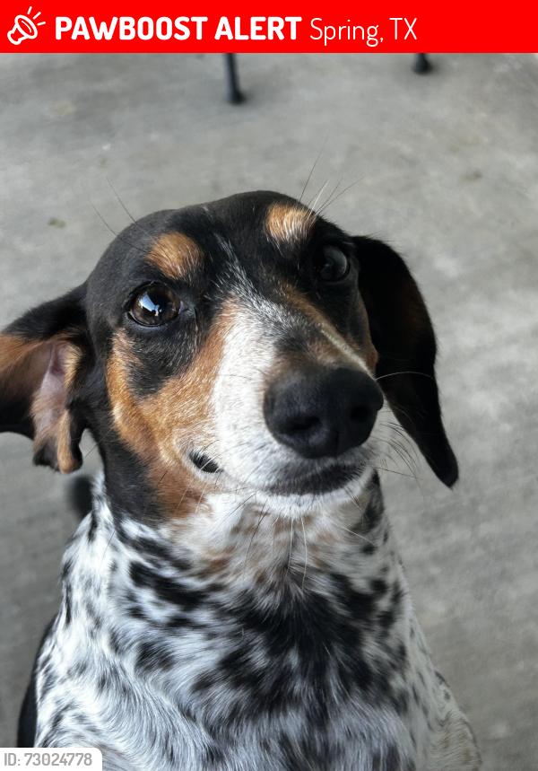 Lost Male Dog last seen Tree lake dr, Spring, TX 77373