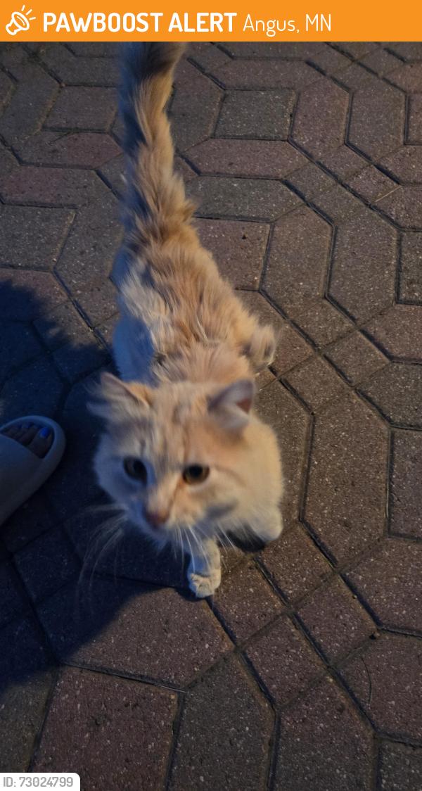 Found/Stray Unknown Cat last seen Country, Angus, MN 56762