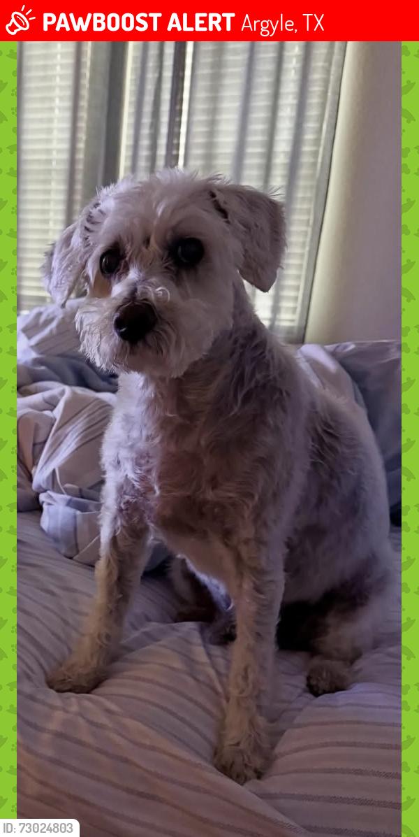 Lost Male Dog last seen Harvest, Argyle, TX 76226