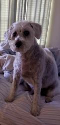 Lost Male Dog last seen Harvest, Argyle, TX 76226