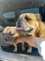 Found/Stray Male Dog last seen Valleyview and sitting bowl, Apple Valley, CA 92308
