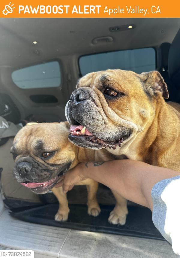 Found/Stray Male Dog last seen Valleyview and sitting bowl, Apple Valley, CA 92308