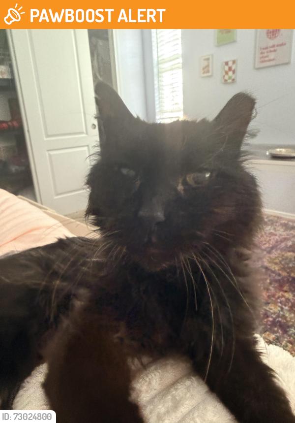 Found/Stray Male Cat last seen I-25 and Nevada - Near Action Storage, Colorado Springs, CO 80903