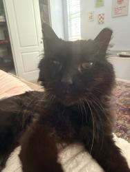 Found/Stray Male Cat last seen I-25 and Nevada - Near Action Storage, Colorado Springs, CO 80903