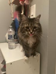 Reunited Female Cat last seen Near Carlysle Dr, Clarendon Hills, IL 60514, USA, Clarendon Hills, IL 60514