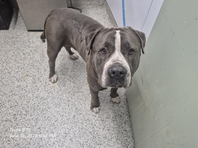 Shelter Stray Male Dog last seen Near BLOCK DERBY ST, DETROIT, MI 48203, 7401 Chrysler Dr, Detroit, MI 48211, USA