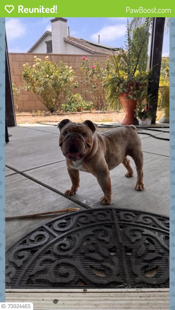 Reunited Male Dog last seen Fontana, CA, USA, Fontana, CA 92335