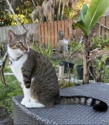 Lost Male Cat last seen Camelot gardens Port St. Lucie, Port St. Lucie, FL 34952