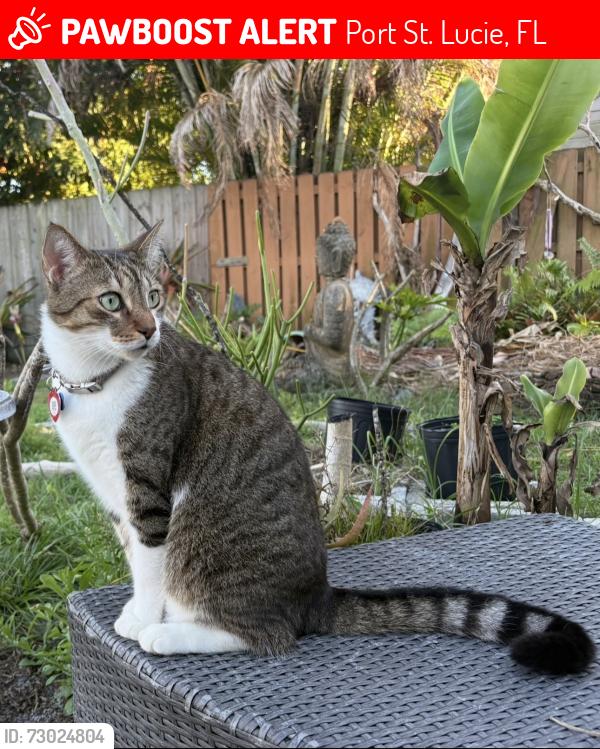 Lost Male Cat last seen Camelot gardens Port St. Lucie, Port St. Lucie, FL 34952