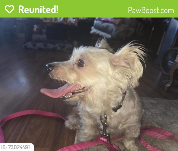 Reunited Female Dog last seen Costco parking lot, Glendora, CA 91740