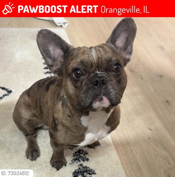 Lost Male Dog last seen Hancock dr, Orangeville, IL 61060