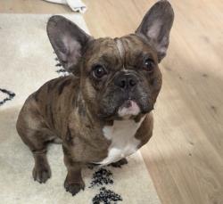 Lost Male Dog last seen Hancock dr, Orangeville, IL 61060