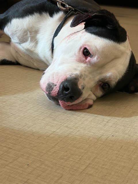 Shelter Stray Male Dog last seen Near BLOCK W 102ND AVE, 12155 Park Blvd, Brighton, CO 80601, USA
