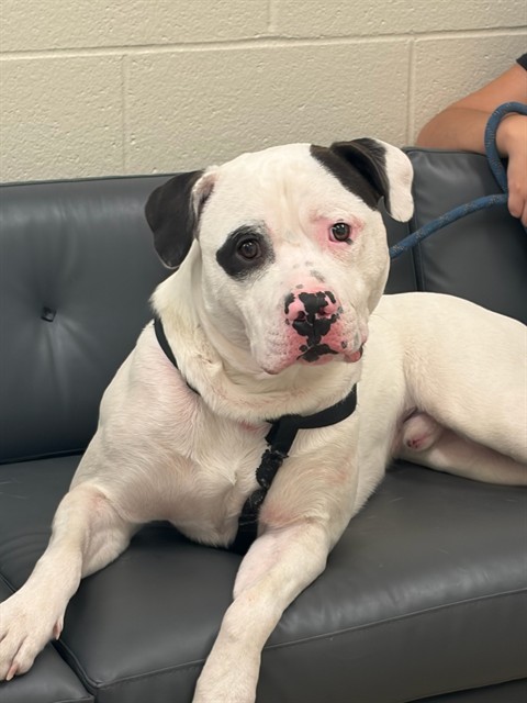 Shelter Stray Male Dog last seen Near BLOCK W 102ND AVE, 12155 Park Blvd, Brighton, CO 80601, USA