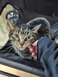 Lost Male Cat last seen Armitage and grand, Chicago, IL 60639