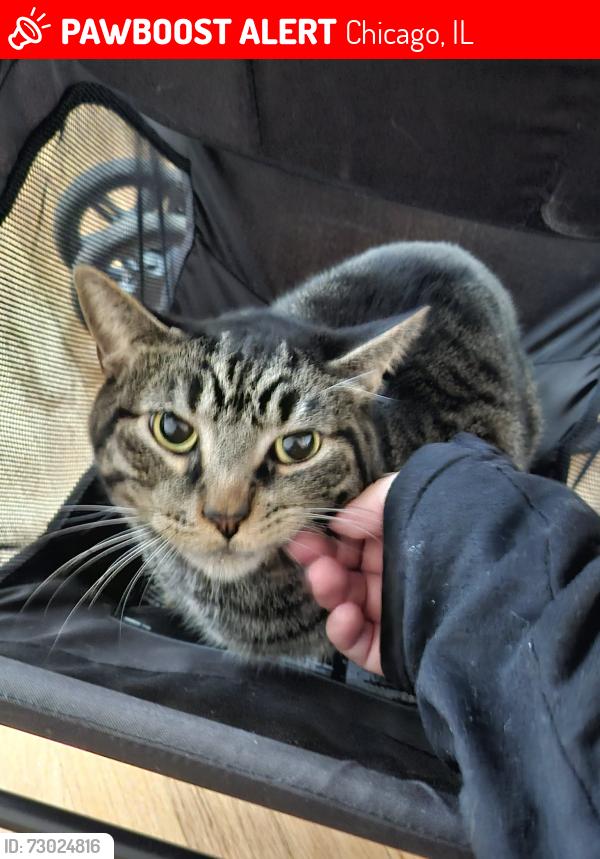 Lost Male Cat last seen Armitage and grand, Chicago, IL 60639
