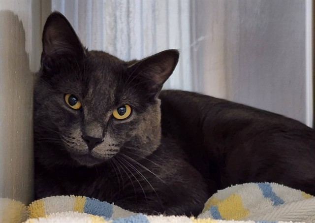 Shelter Stray Male Cat last seen Near BLOCK S 21ST ST, COLORADO SPRINGS CO 80904, 610 Abbot Ln, Colorado Springs, CO 80905, USA