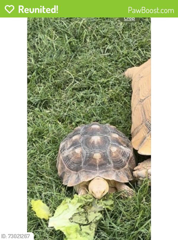 Reunited Female Reptile last seen Maple/ university , Mesa, AZ 85205