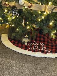 Reunited Female Cat last seen Henderson,co, Commerce City, CO 80640