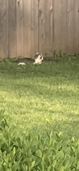 Found/Stray Female Cat last seen By taliaferro park, Prairie Village, KS 66208