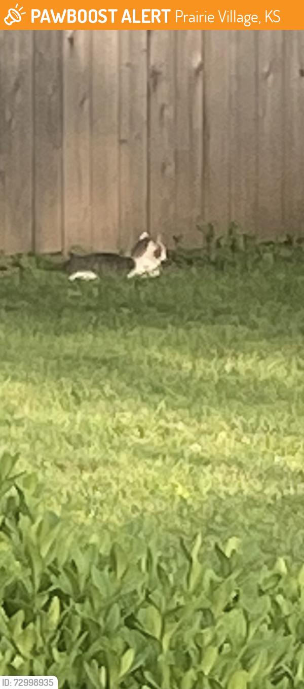Found/Stray Female Cat last seen By taliaferro park, Prairie Village, KS 66208