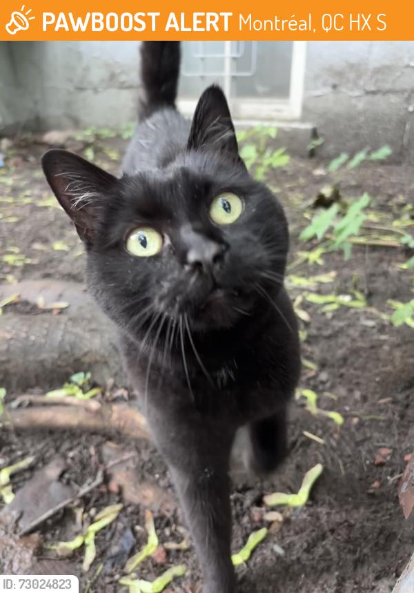 Found/Stray Unknown Cat last seen St. Urbain and Guilbault Ouest, Montréal, QC H2X 1S1