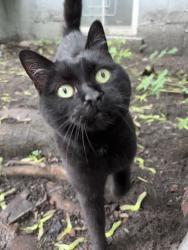 Found/Stray Unknown Cat last seen St. Urbain and Guilbault Ouest, Montréal, QC H2X 1S1