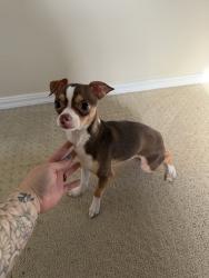 Found/Stray Male Dog last seen hse, Oklahoma City, OK 73112