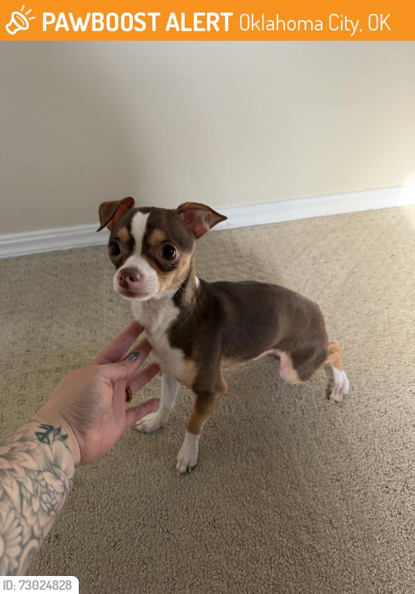 Found/Stray Male Dog last seen hse, Oklahoma City, OK 73112