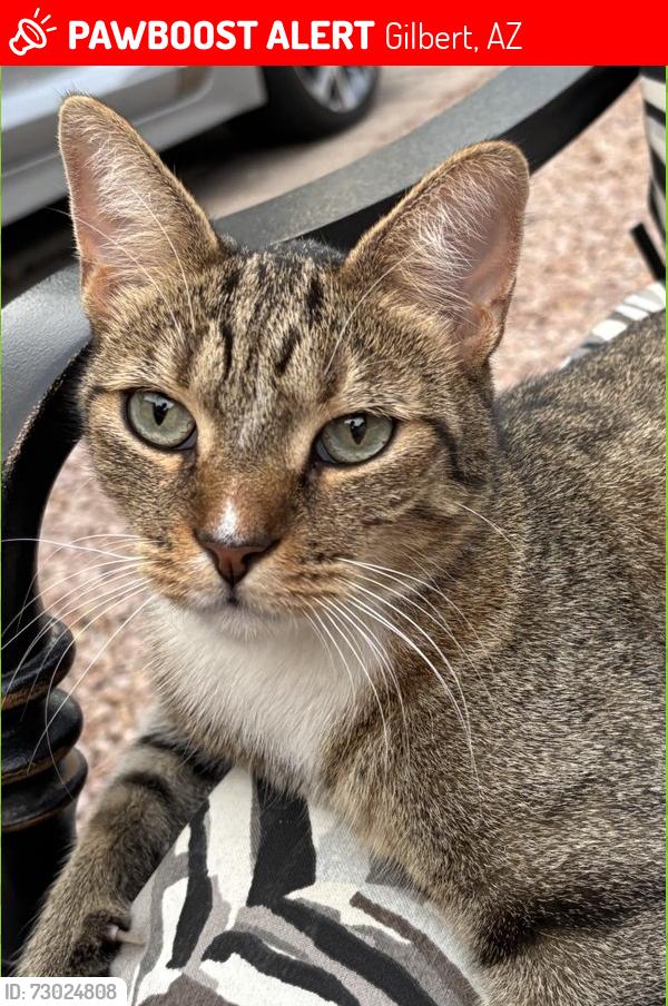 Lost Male Cat last seen W Elliot & N Cooper, Gilbert, AZ 85233
