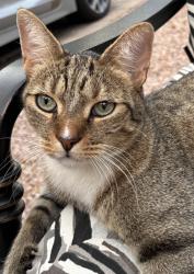 Lost Male Cat last seen W Elliot & N Cooper, Gilbert, AZ 85233