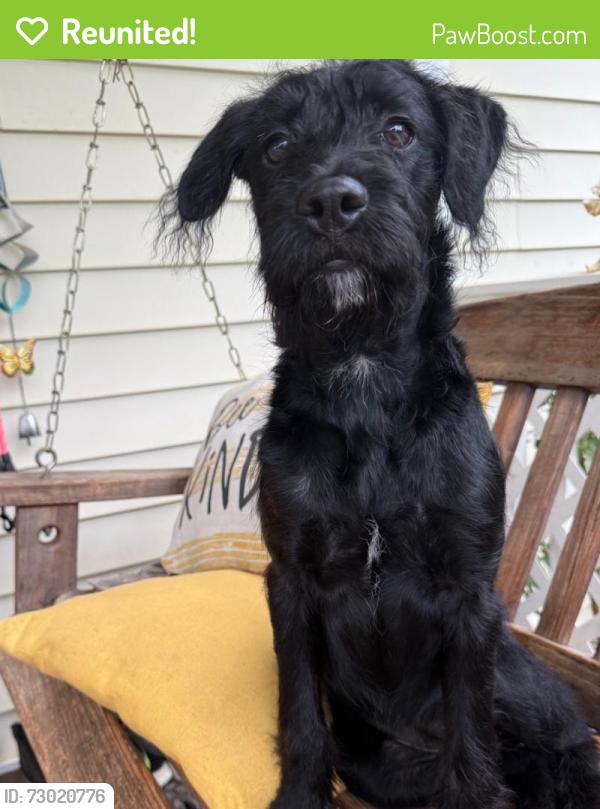Reunited Female Dog last seen Mountain View Road, Germanton, NC 27019