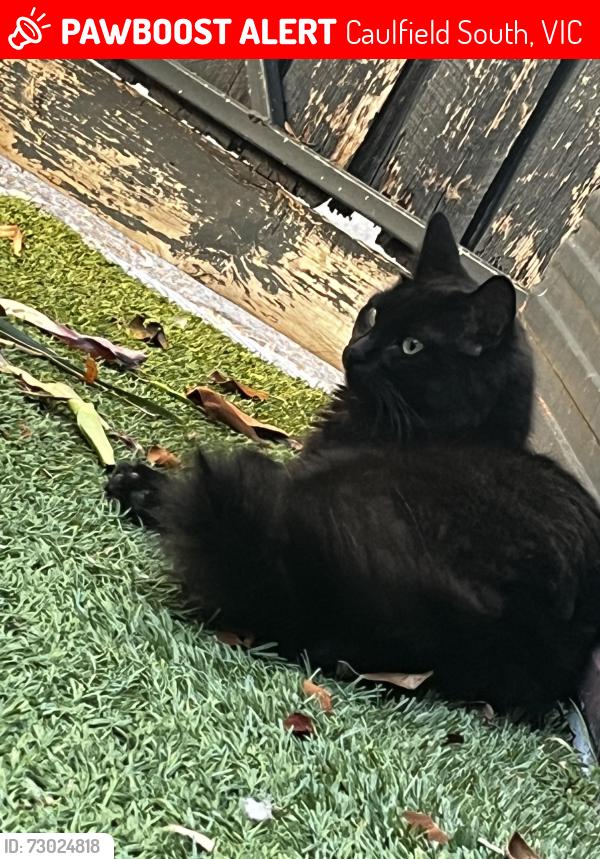 Lost Female Cat last seen Bambara rd, Caulfield South, VIC 3162