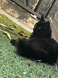 Lost Female Cat last seen Bambara rd, Caulfield South, VIC 3162