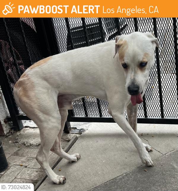 Found/Stray Male Dog last seen VENTURA & WHITSETT, Los Angeles, CA 91604