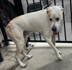 Found/Stray Male Dog last seen VENTURA & WHITSETT, Los Angeles, CA 91604