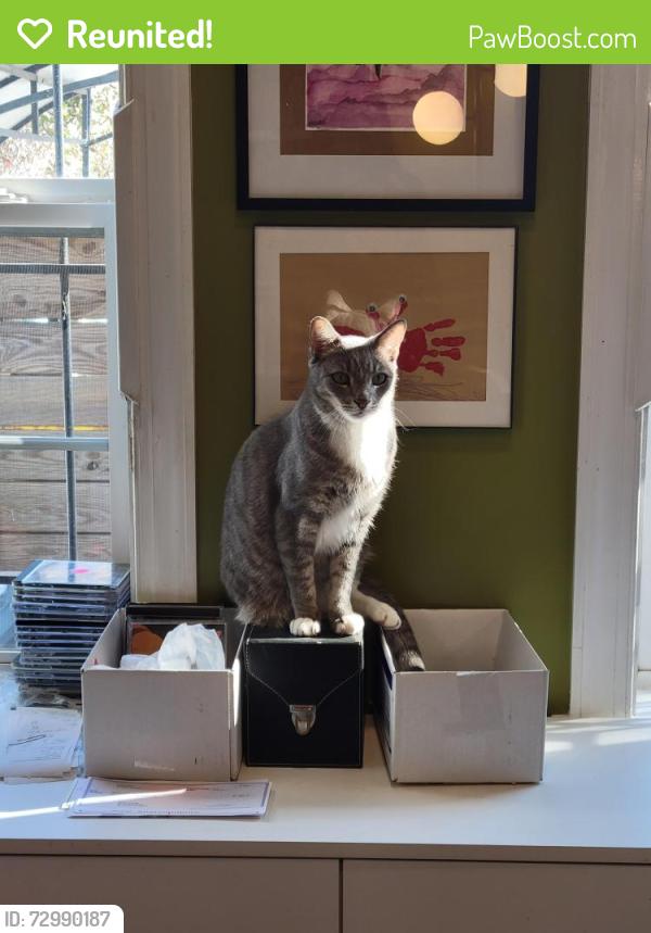 Reunited Male Cat last seen Carrington and 22nd St., Richmond, VA 23223