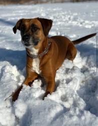 Lost Female Dog last seen Cherry hill, Cedar Rapids, IA 52405