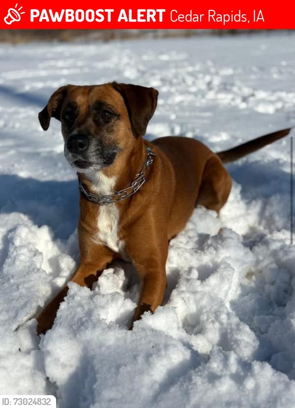 Lost Female Dog last seen Cherry hill, Cedar Rapids, IA 52405