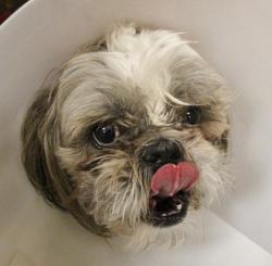 Shelter Stray Male Dog last seen Near BLOCK W CHARLESTON BLVD, LAS VEGAS NV 89135, 655 N Mojave Rd, Las Vegas, NV 89101, USA