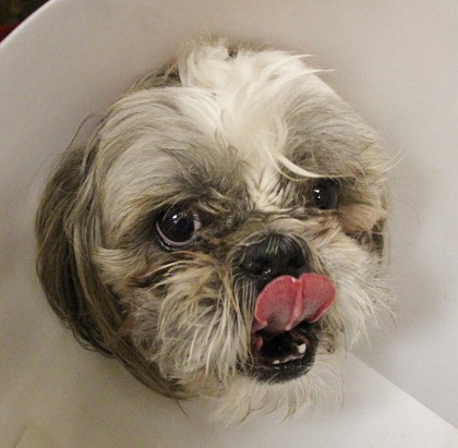 Shelter Stray Male Dog last seen Near BLOCK W CHARLESTON BLVD, LAS VEGAS NV 89135, 655 N Mojave Rd, Las Vegas, NV 89101, USA