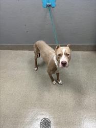 Shelter Stray Male Dog last seen , 655 N Mojave Rd, Las Vegas, NV 89101, USA