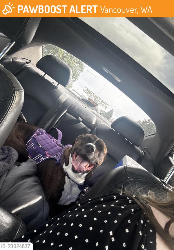 Found/Stray Female Dog last seen Applebees, Vancouver, WA 98682
